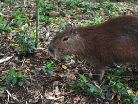 天津动物园水豚与猩猩混养疑遭虐待，园方回应引争议