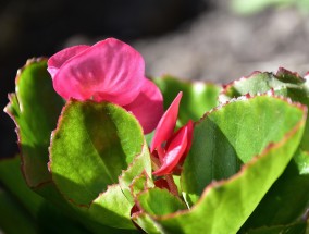 揭阳普宁花卉，绚丽多彩的绿色宝藏 普宁市花卉批发地址