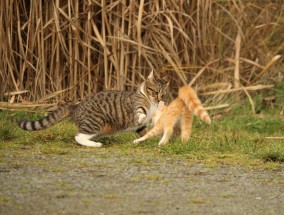 猫咪打架引围观，网友戏称它们在顶牛 猫咪打架一般会伤在身体哪些地方位置