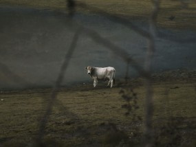 羊群列队前行，田地间的和谐画卷 羊群在草地上