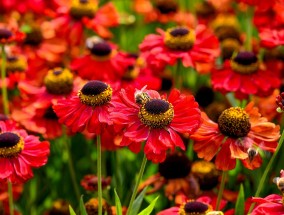 观澜花卉基地——繁花似锦的自然艺术殿堂 观澜花卉批发市场