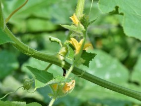 花卉月季的施肥技巧 月季花肥怎么施