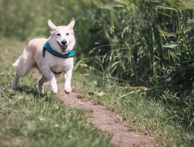 养猫之道，如何建立主人的威信 养猫微信群怎么拉进去