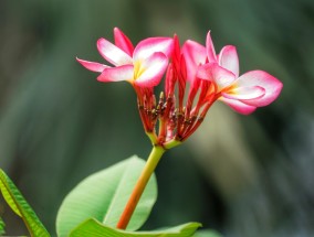 沙坝花卉世界的美丽之旅 沙坪坝花店电话