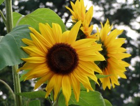 黄沙中的花卉之歌 黄沙花鸟市场