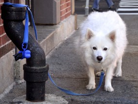 主人遛狗遭自家犬只严重咬伤事件纪实 出去遛狗自己的狗狗被大狗咬