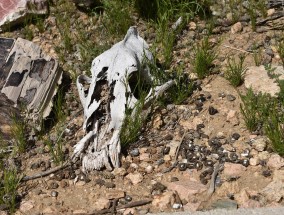 如果生物死亡后 生物死了还算生物吗