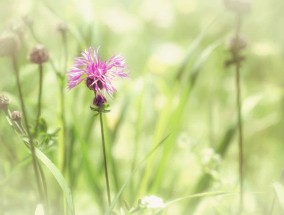 花卉教案美术教学反思 花卉教学反思