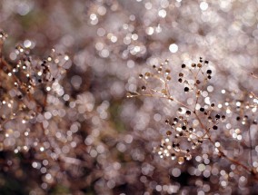 云南昆明花卉市场——繁花似锦的绿色宝藏 云南昆明花卉批发价格大全