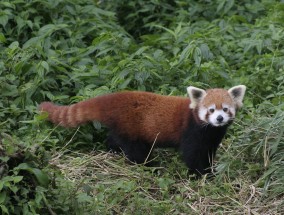 一家三口出游巧遇大熊猫悠闲散步 熊猫一家人视频