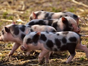 今日猪肉市场行情分析 今曰猪肉价格表