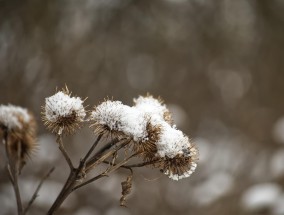 棉花雪景，景区用棉花替代真雪，引发争议后关闭并致歉 棉花代替品