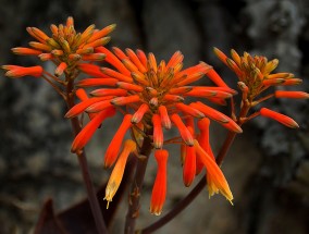 花卉世界中的璀璨明珠——桂花 桂花展览