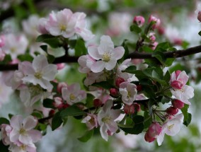 沙沃花卉，绽放的美丽与生命的奇迹 沙沃桃花在哪里