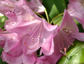 花都本地花卉的魅力与价值 花都花卉基地