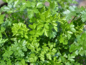 上海花卉绿植租赁厂家——打造绿色生活空间的专业选择 上海花卉植物租赁