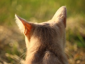 移动猫使用时间长是否会卡顿？ 移动光猫用了几年是不是该换了