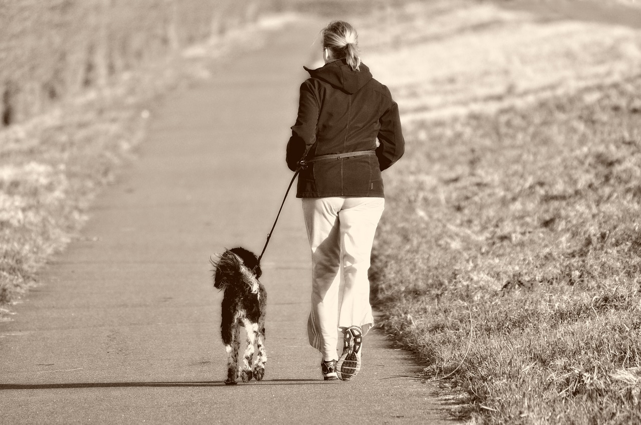 主人遛狗时遭遇自家犬只严重咬伤事件纪实 遛狗咬到人怎么赔偿