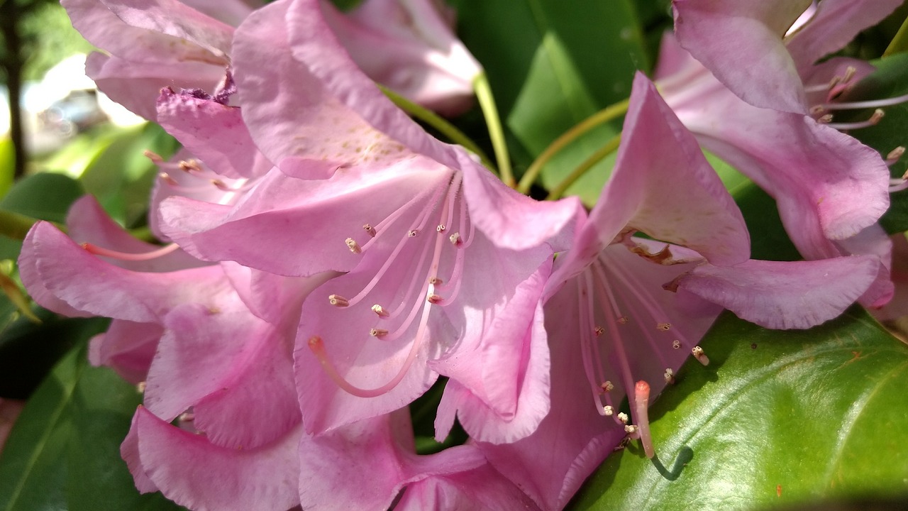 花都本地花卉的魅力与价值 花都花卉基地