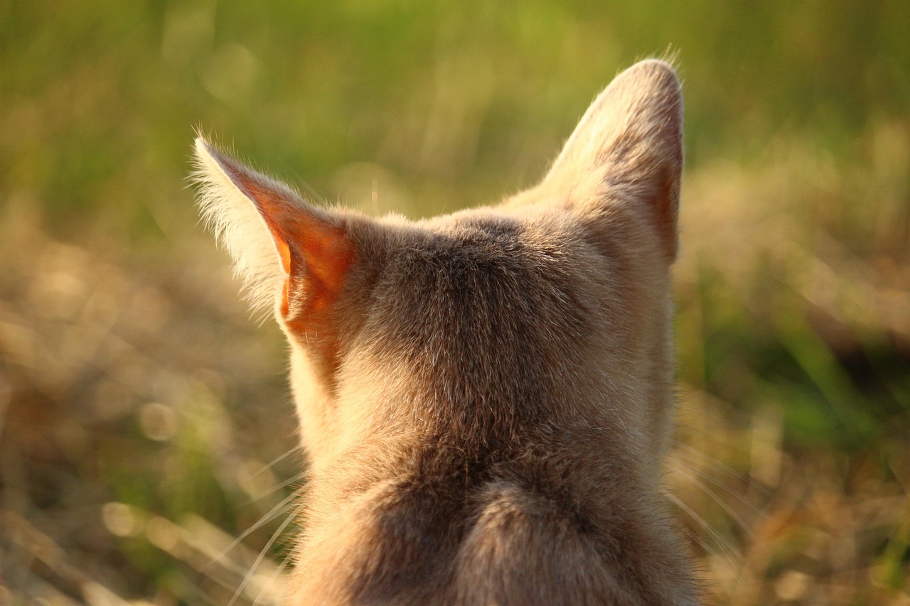 移动猫使用时间长是否会卡顿？ 移动光猫用了几年是不是该换了