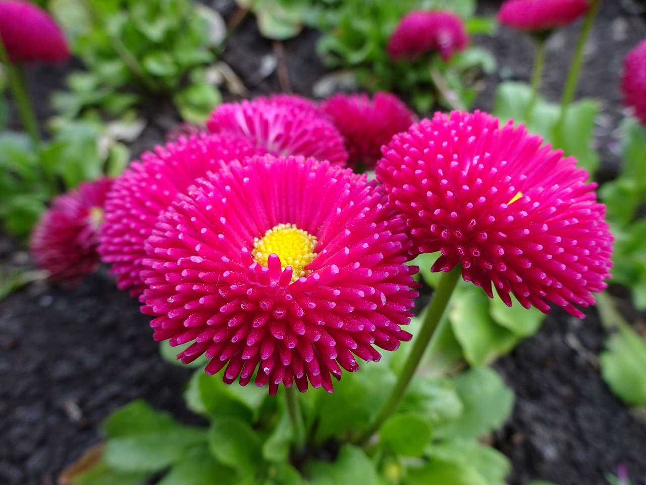 红薯花卉，一种独特的植物景观 红薯花好养吗