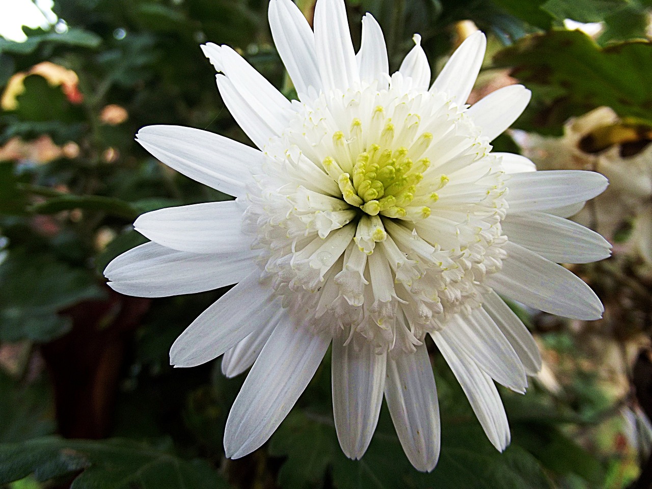 菊花，宿根花卉的魅力 哪种菊花是宿根多年生的