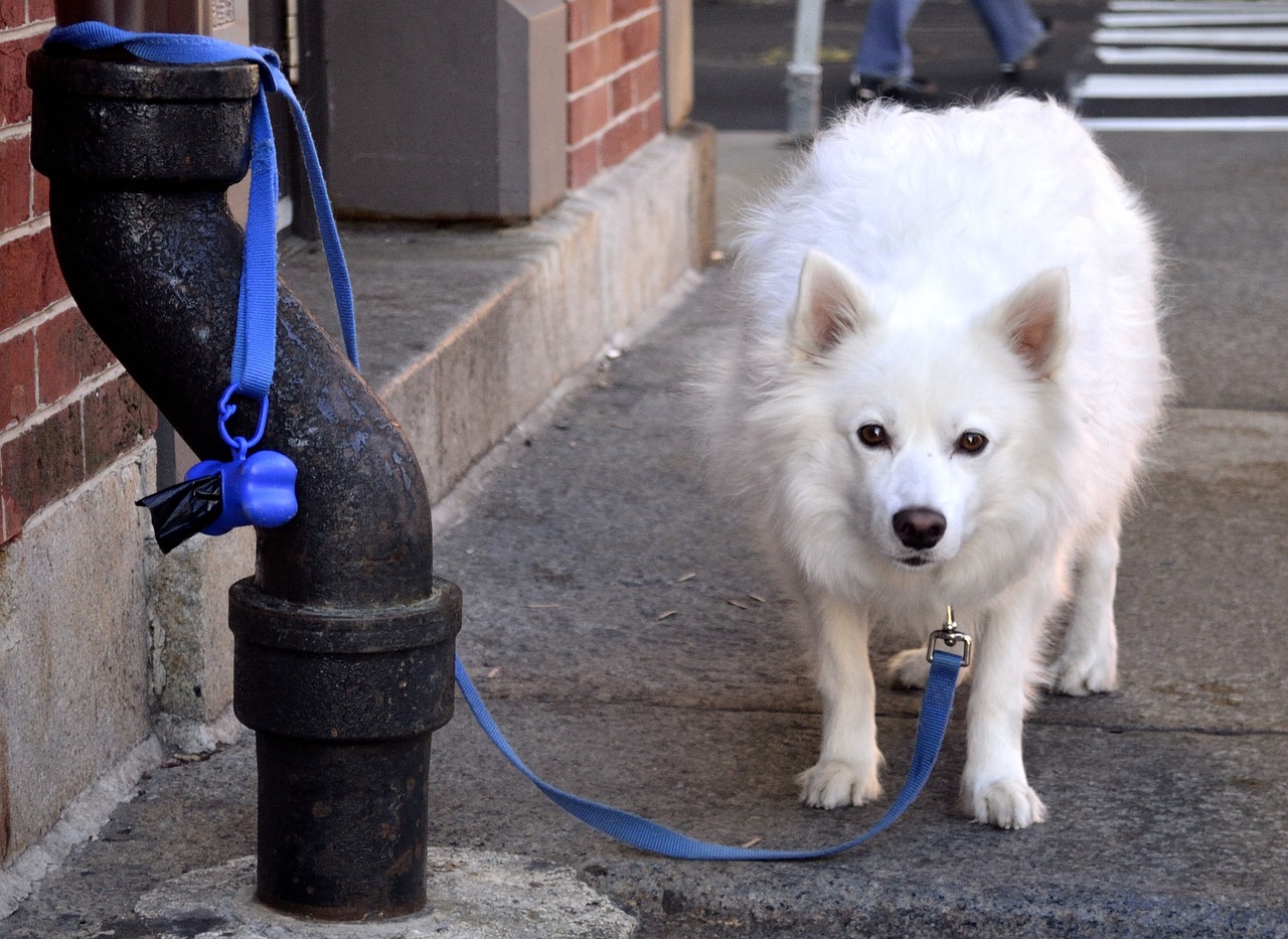 主人遛狗遭自家犬只严重咬伤事件纪实 出去遛狗自己的狗狗被大狗咬